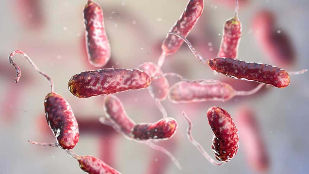 Vibrio vulnificus